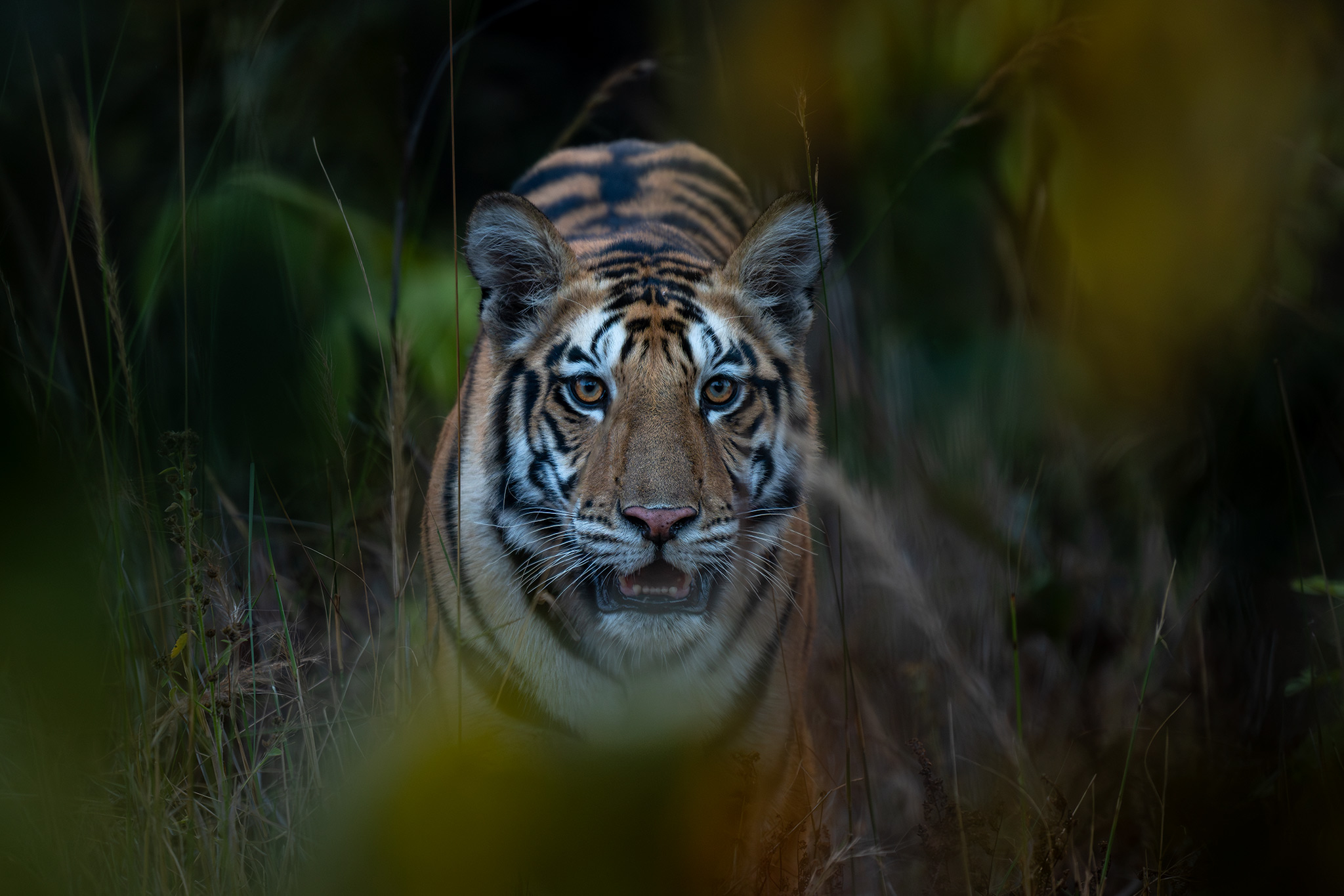 Sanjay–Dubri Tiger Reserve, Madhya Pradesh, India